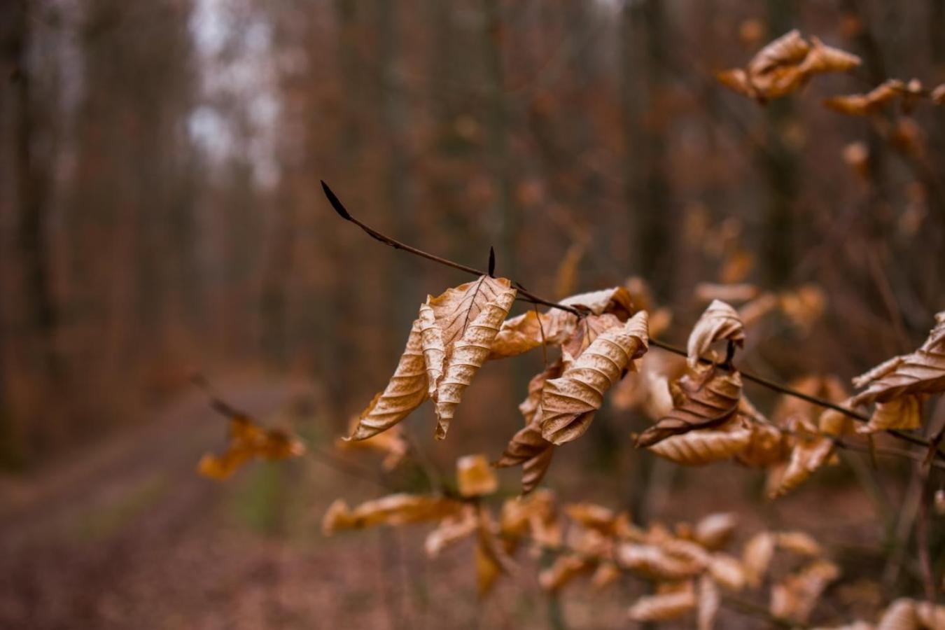 Hof Am Horn - Fewos In Der Natur Laichingen Eksteriør billede