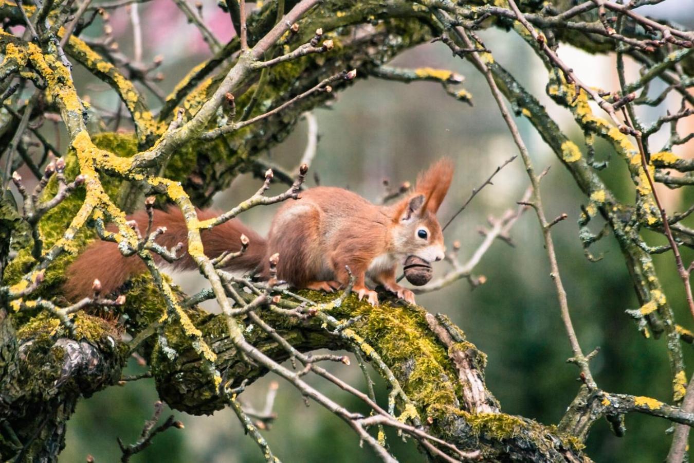 Hof Am Horn - Fewos In Der Natur Laichingen Eksteriør billede