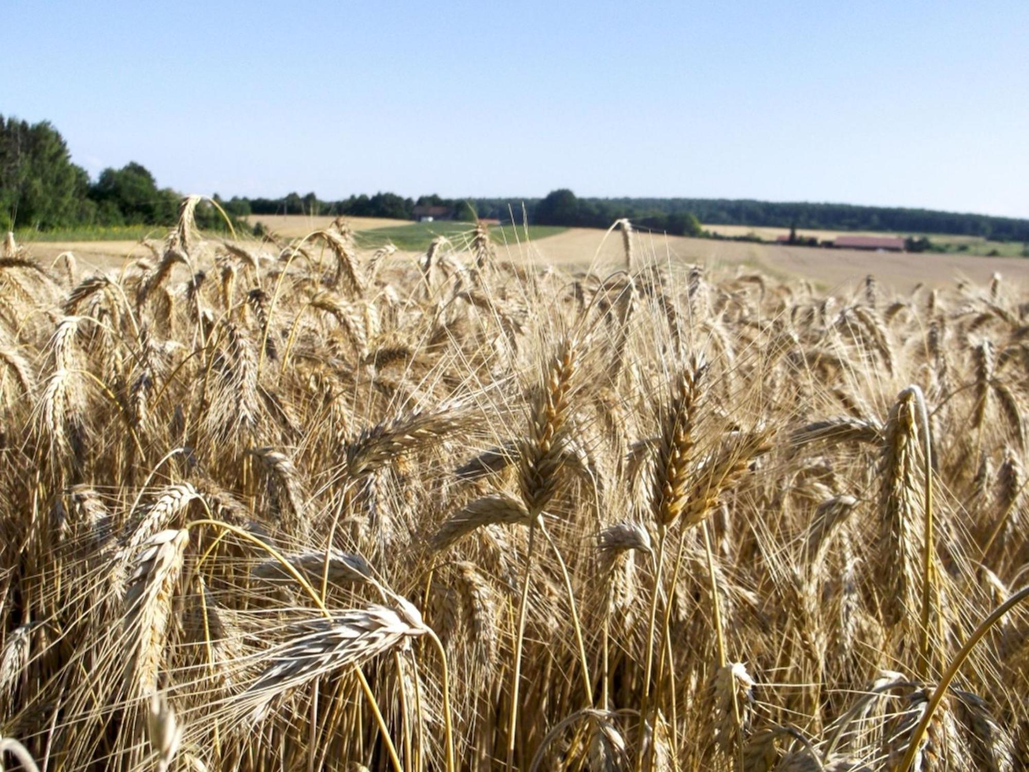 Hof Am Horn - Fewos In Der Natur Laichingen Eksteriør billede